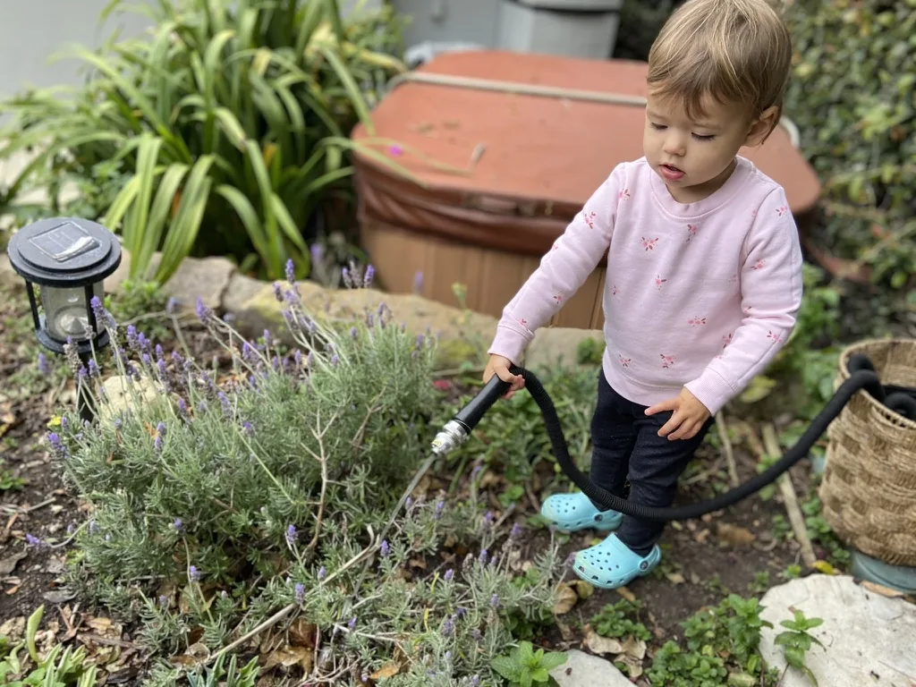 Zoe holding a garden hose over lavender plants