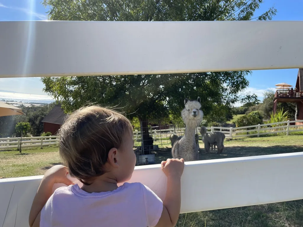 Zoe looking through a white fence at an alpaca