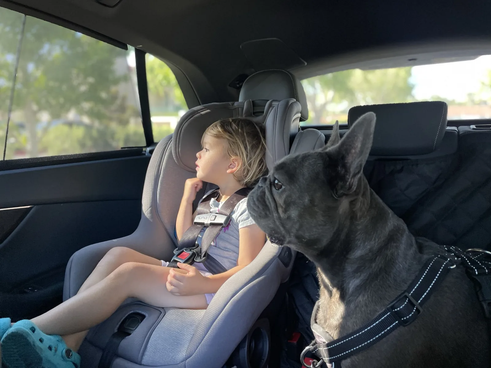 Zoe in a car seat beside Francis the Frenchie