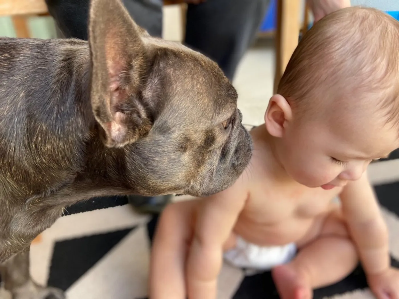Francis the Frenchie sniffing baby Zoe
